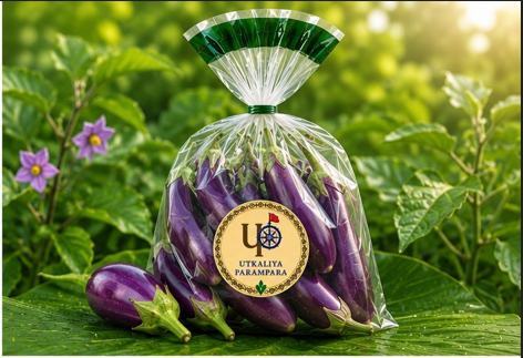 बैंगन / ବାଇଗଣ/ Brinjal