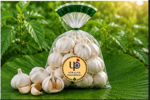 लहसुन / ରସୁଣ / Garlic