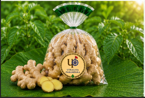 अदरक / ଅଦା / Ginger