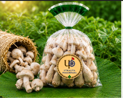 मशरूम / ଛତୁ / Mushroom