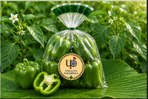 शिमला मिर्च / ସିମ୍ଲା ଲଙ୍କା / Capsicum
