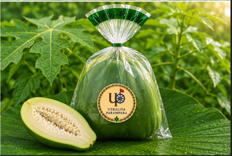 पपीता / ଅମୃତଭଣ୍ଡା / Green Papaya