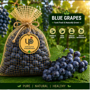 नीला अंगूर / ନୀଳ ଅଙ୍ଗୁର / Blue grapes