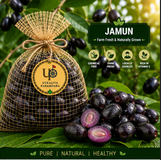 जामुन / ଜାମୁ କୋଳି / Indian Blackberry