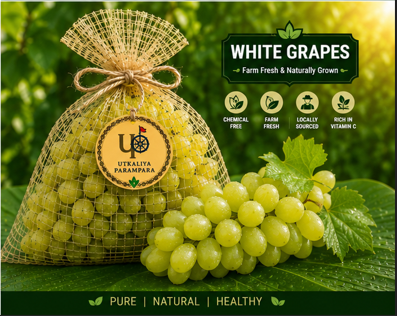 अंगूर / ଅଙ୍ଗୁର / Grapes