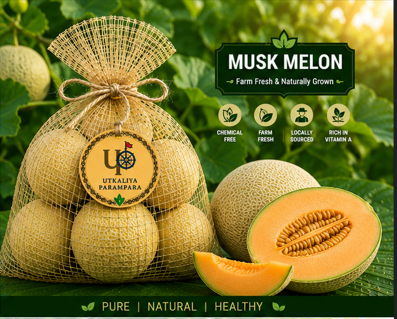 खरबूजा / ଖରଭୁଜ / Muskmelon